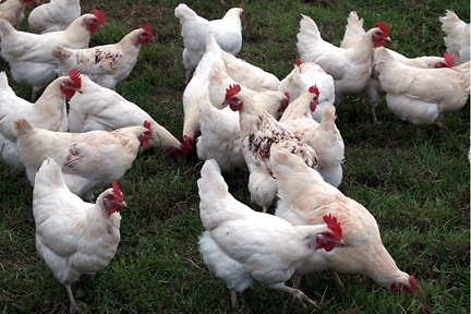 Milo's Poultry Farms